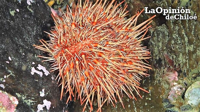 Loxechinus albus