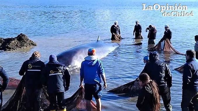 ballena quinchao