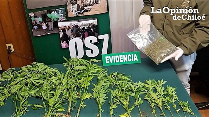 cultivo llicaldad