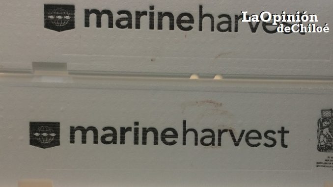 marine harvest