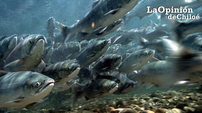 salmones