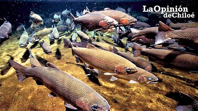 salmón