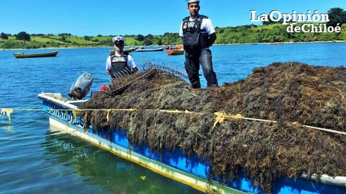 incautación pelillo ancud