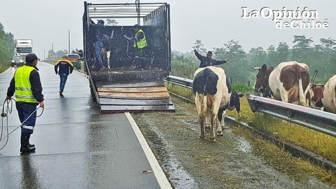 animales en la ruta3