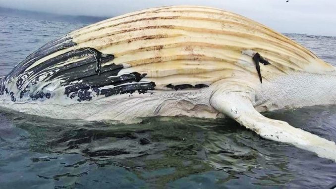ballena ancud 12-12 2019