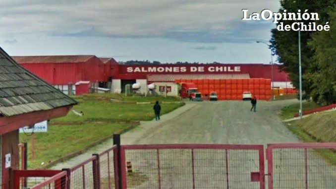 Salmones de Chile