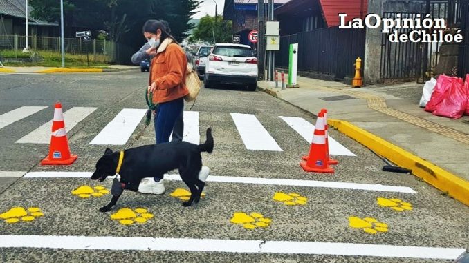 paso peatonal perros