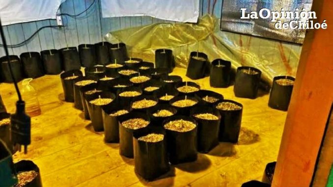 cultivo cannabis Quellón 12-11-2022
