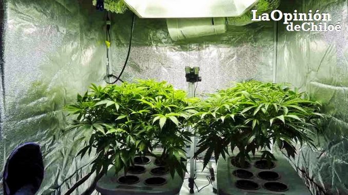 marihuana indoor